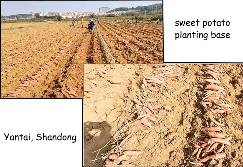 images/1667463003322sweet potato sorting machine.jpg